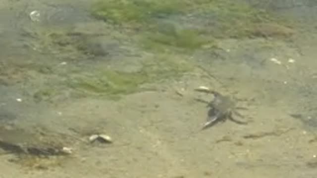 GUERRERO NEGRO BCS MEXICO-2022: Crabs Crawling in Shallow Clear Water