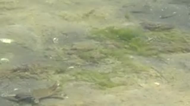 GUERRERO NEGRO BCS MEXICO-2022: Turtle and Small Fish in Shallow Clear Water
