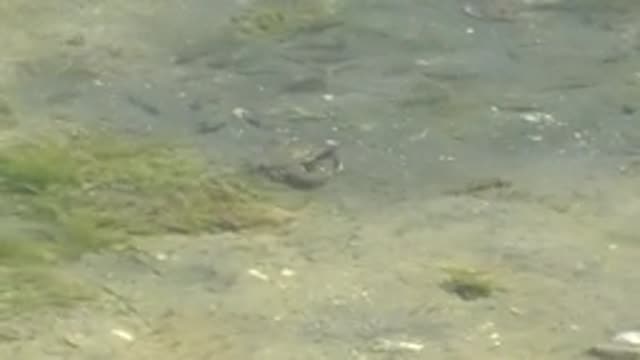 GUERRERO NEGRO BCS MEXICO-2022: Small Turtle Moving in Clear Shallow Water with Fish