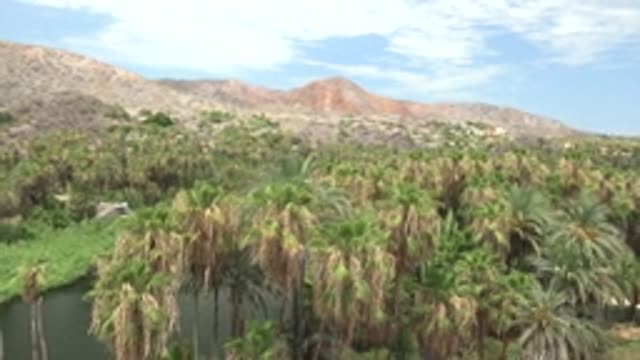 MULEGE BCS MEXICO-2022: Palm Grove and River in Mountain Valley