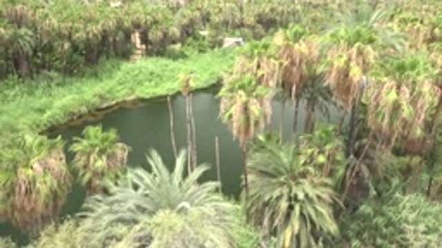 MULEGE BCS MEXICO-2022: Palm Tree Lined Pond with Gentle Water Ripples