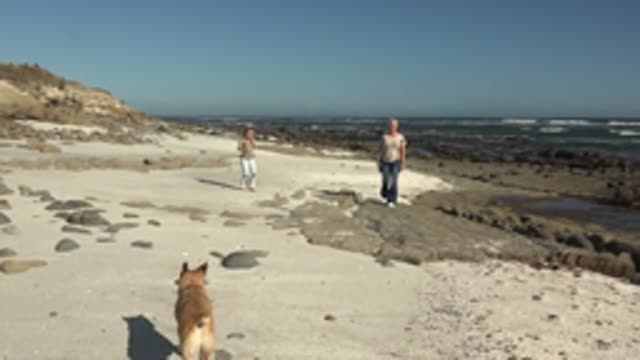 LA BOCANA BCS MEXICO-2022: Dog Following Two People on a Sandy Beach