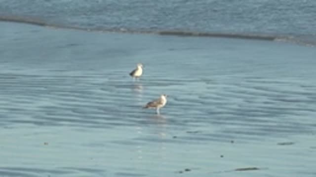 LA BOCANA BCS MEXICO-2022: Two Seagulls Wading in Shallow Beach Water