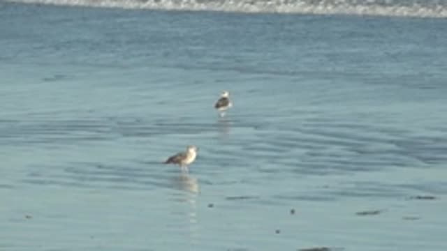 LA BOCANA BCS MEXICO-2022: Two Seagulls Wading in Shallow Ocean Water