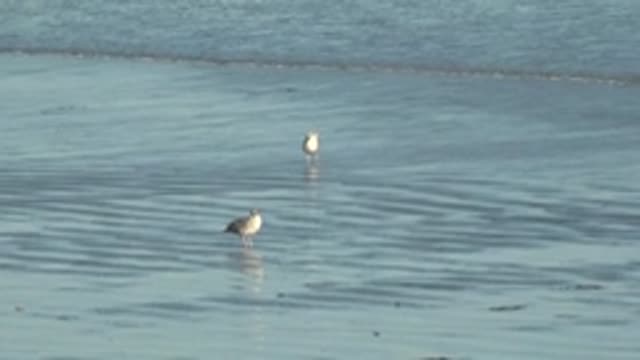 LA BOCANA BCS MEXICO-2022: Two Shorebirds Wading in Shallow Beach Water