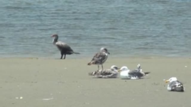 GUERRERO NEGRO BCS MEXICO-2022: Cormorant and Seagulls Preening on Sandy Beach