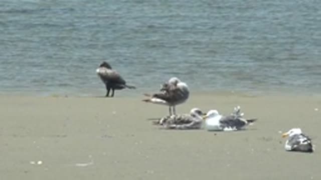 GUERRERO NEGRO BCS MEXICO-2022: Seagulls Preening and Resting on Sandy Shore