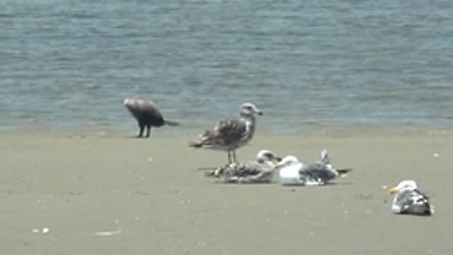 GUERRERO NEGRO BCS MEXICO-2022: Seagulls Preening and Resting on Sandy Shore