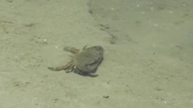 GUERRERO NEGRO BCS MEXICO-2022: Underwater Crab Crawling on Sandy Seabed