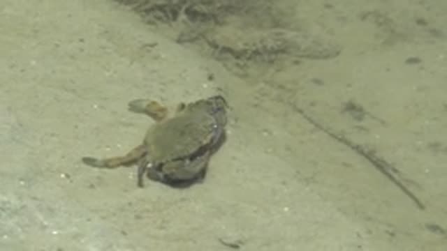 GUERRERO NEGRO BCS MEXICO-2022: Underwater Crab Crawling on Sandy Seabed