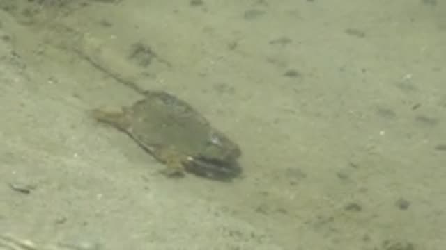 GUERRERO NEGRO BCS MEXICO-2022: Frog in Shallow Water with Subtle Movements
