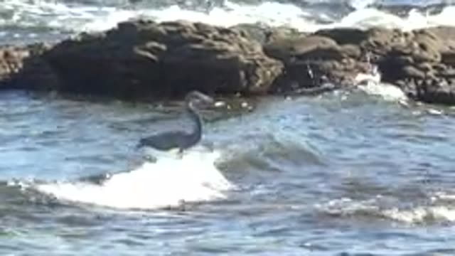 LA BOCANA BCS MEXICO-2022: Heron in Shallow Water Near Rocky Shore