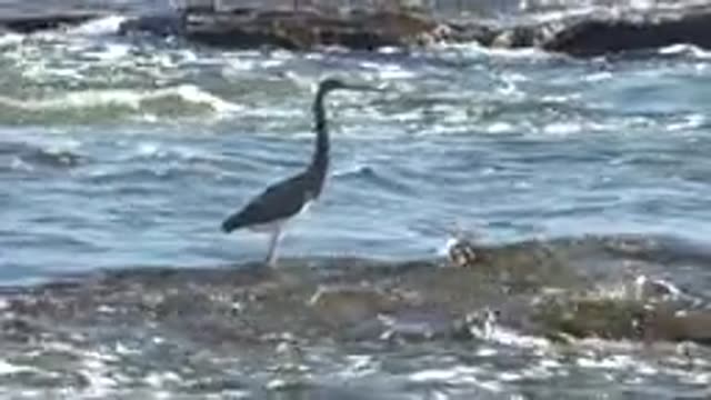 LA BOCANA BCS MEXICO-2022: Heron Standing in Shallow Water Then Taking Flight