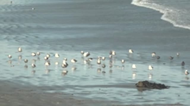 LA BOCANA BCS MEXICO-2022: Seagulls Shifting Positions on Sandy Beach