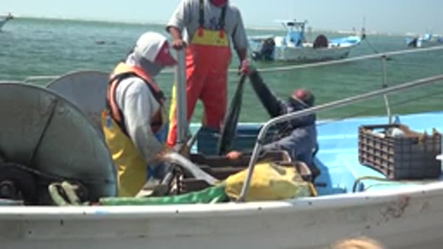 LA BOCANA BCS MEXICO-2022: Fishermen Handling Catch on a Fishing Boat