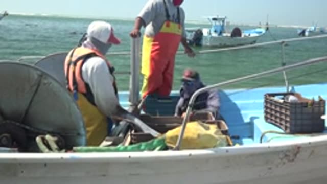 LA BOCANA BCS MEXICO-2022: Fishermen Handling Fish on a Fishing Boat