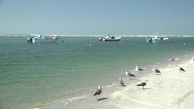 LA BOCANA BCS MEXICO-2022: Seagulls on Sandy Beach with Boats in Calm Ocean