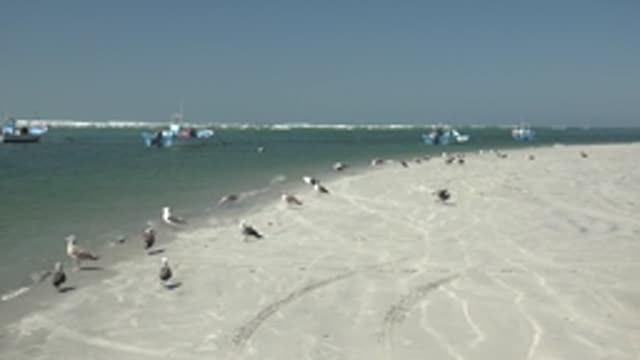 LA BOCANA BCS MEXICO-2022: Seagulls on Sandy Beach As Girl Approaches