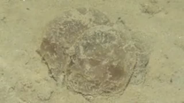 GUERRERO NEGRO BCS MEXICO-2022: Jellyfish Pulsating on Sandy Ocean Floor