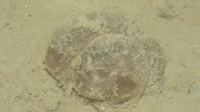 GUERRERO NEGRO BCS MEXICO-2022: Jellyfish Pulsating on Sandy Ocean Floor