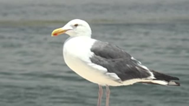 GUERRERO NEGRO BCS MEXICO-2022: Seagull Preening Feathers by Calm Water