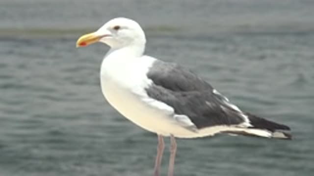 GUERRERO NEGRO BCS MEXICO-2022: Seagull Turning Head to Face Camera