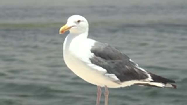 GUERRERO NEGRO BCS MEXICO-2022: Seagull Standing by Water As Another Bird Departs