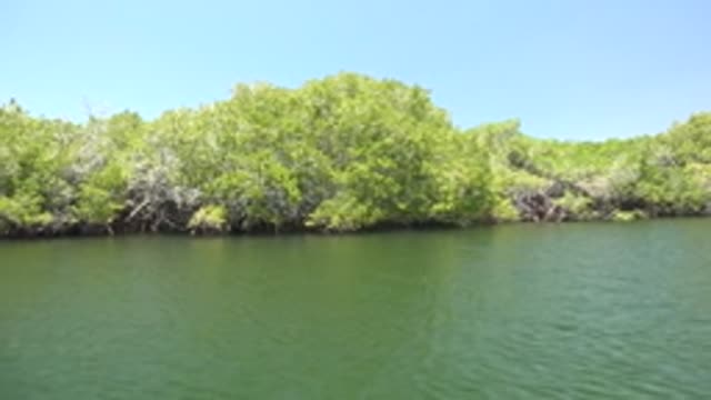 SAN CARLOS BCS MEXICO-2022: Dense Mangroves Along Calm Waterway