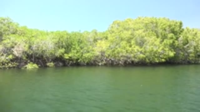 SAN CARLOS BCS MEXICO-2022: Mangrove Forest Along Calm Waterway