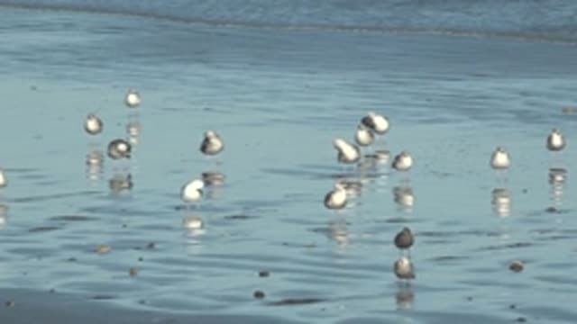 LA BOCANA BCS MEXICO-2022: Seagulls Wading in Shallow Beach Water