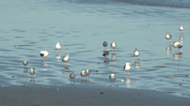LA BOCANA BCS MEXICO-2022: Seagulls Wading in Shallow Coastal Water