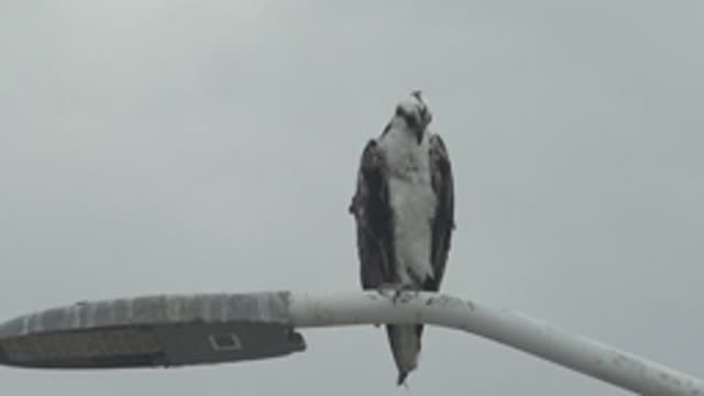 PUENTA ABREOJOS BCS MEXICO-2022: Osprey Adjusting Feathers on Streetlight