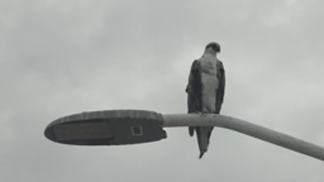 PUENTA ABREOJOS BCS MEXICO-2022: Hawk Perched on Streetlight