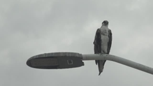 PUENTA ABREOJOS BCS MEXICO-2022: Peregrine Falcon Perched on Streetlight Pole