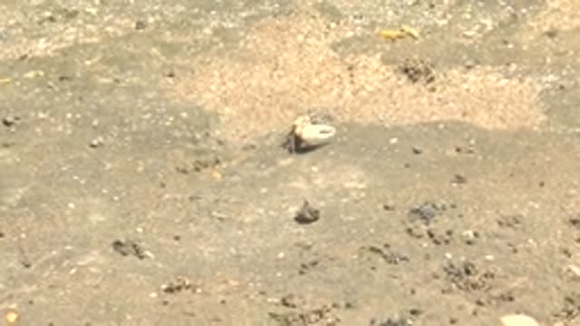 GUERRERO NEGRO BCS MEXICO-2022: Crab with Shell Moving Across Sandy Shore