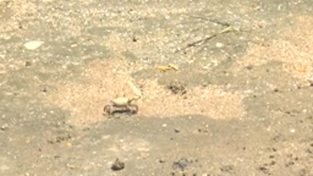 GUERRERO NEGRO BCS MEXICO-2022: Small Crab Crawling on Sandy Ground
