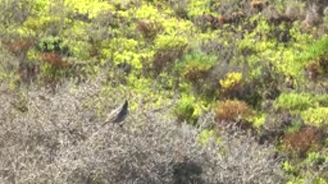 SAN CARLOS BCS MEXICO-2022: Bird Calling While Perched on a Bush