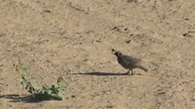 SAN CARLOS BCS MEXICO-2022: Quail Foraging on Sandy Ground