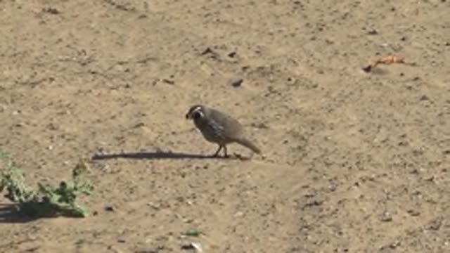 SAN CARLOS BCS MEXICO-2022: Quail Foraging on Arid Sandy Ground