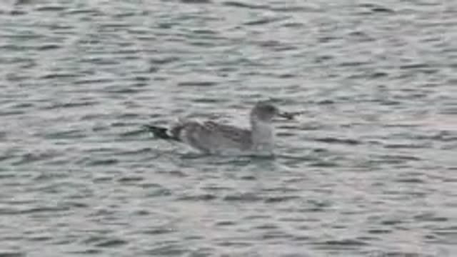BAHIA DE LOS ANGELES BCS MEXICO-2022: Seagull Floating on Rippled Water Surface