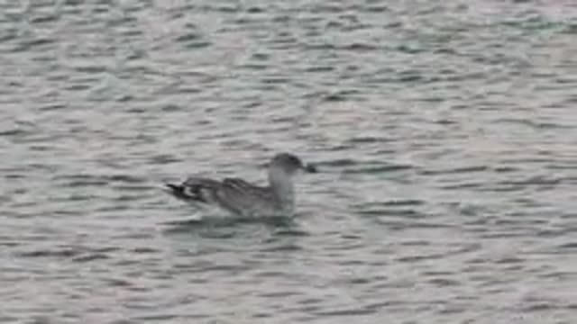 BAHIA DE LOS ANGELES BCS MEXICO-2022: Seabird Floating on Gently Rippling Water