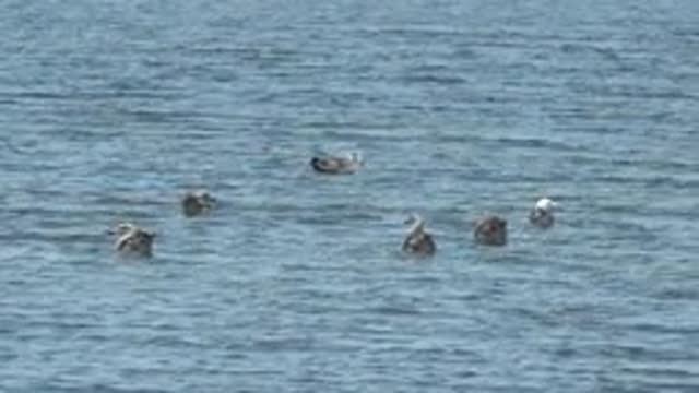 GUERRERO NEGRO BCS MEXICO-2022: Seabirds Floating and Shifting on Calm Water