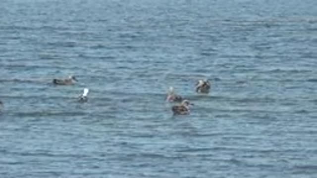 GUERRERO NEGRO BCS MEXICO-2022: Seagulls Floating and Shifting in Calm Water