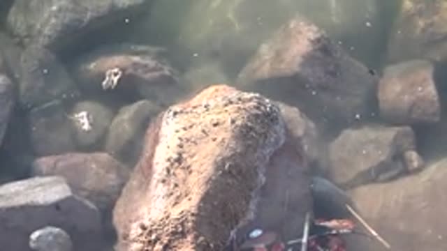 MULEGE BCS MEXICO-2022: Underwater View of River Rocks in Clear Water