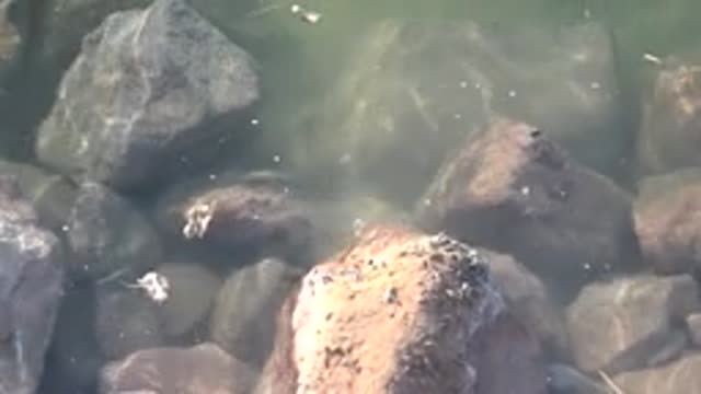 MULEGE BCS MEXICO-2022: Crayfish Moving Through Shallow Rocky Stream