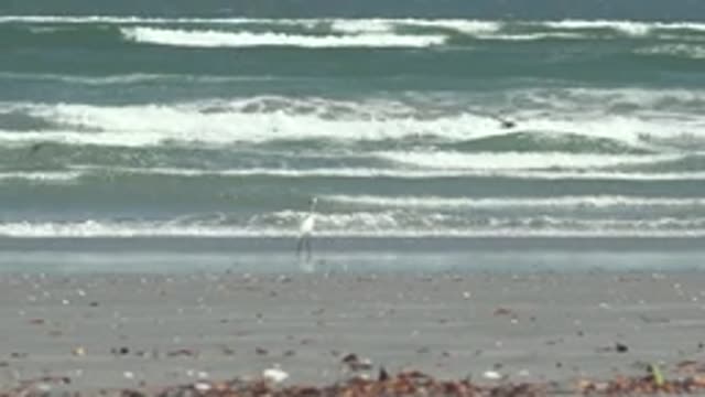 LA BOCANA BCS MEXICO-2022: White Heron Standing on Sandy Beach with Rolling Ocean Waves