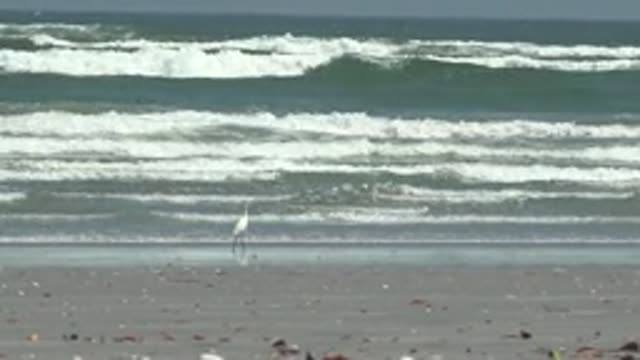 LA BOCANA BCS MEXICO-2022: White Heron Standing on Sandy Beach with Rolling Waves
