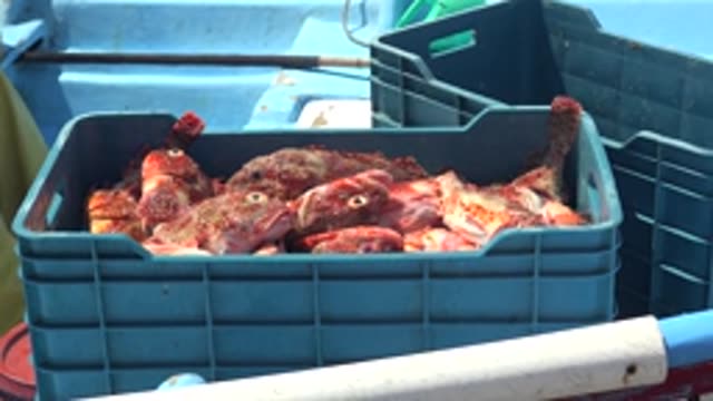 LA BOCANA BCS MEXICO-2022: Fish in Blue Crate As Person Approaches