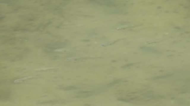 GUERRERO NEGRO BCS MEXICO-2022: Small Fish Swimming in Murky Shallow Water