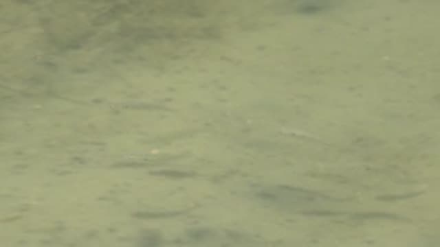 GUERRERO NEGRO BCS MEXICO-2022: Small Fish Swimming in Shallow Murky Water